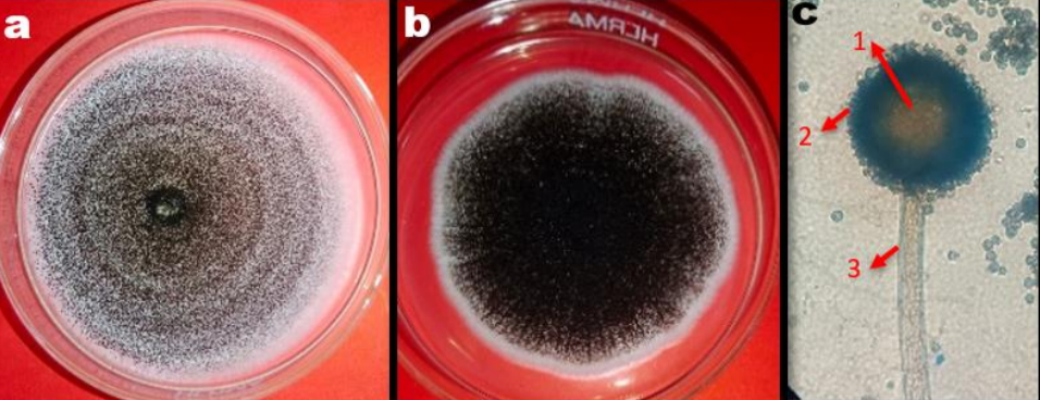 Cover Mutiara Bintang